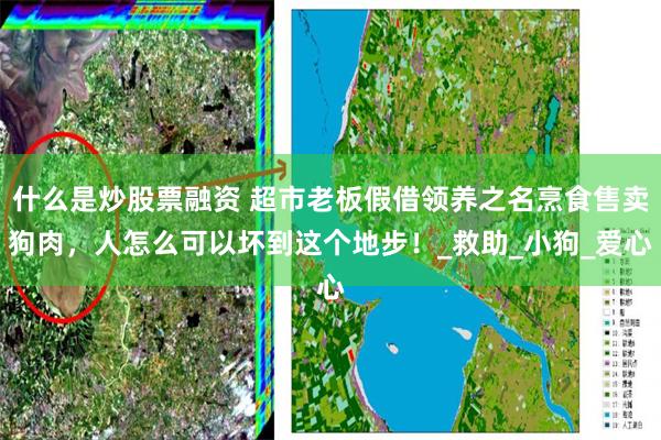 什么是炒股票融资 超市老板假借领养之名烹食售卖狗肉，人怎么可以坏到这个地步！_救助_小狗_爱心